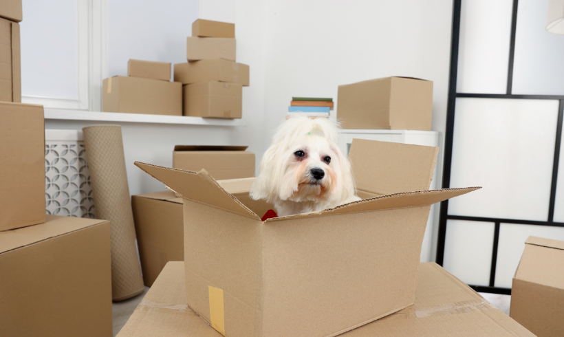 Como Preparar seus Animais de Estimação para uma Mudança no Rio de Janeiro