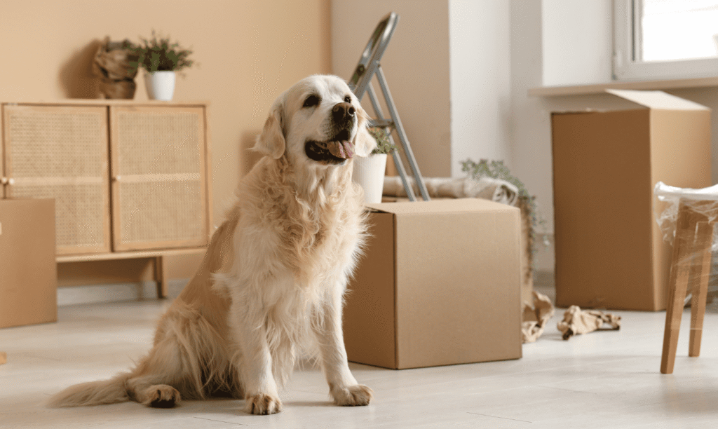 Mudanças Residenciais RJ em 2026